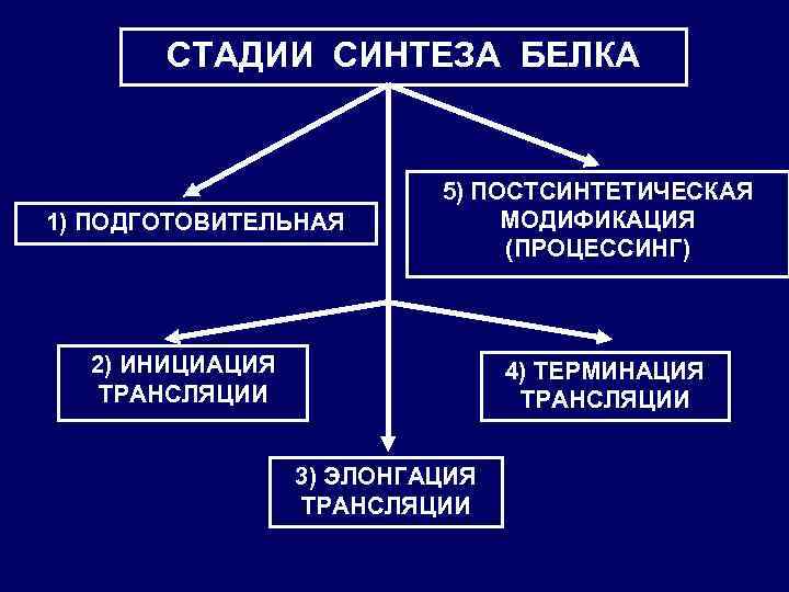 СТАДИИ СИНТЕЗА БЕЛКА 1) ПОДГОТОВИТЕЛЬНАЯ 5) ПОСТСИНТЕТИЧЕСКАЯ МОДИФИКАЦИЯ (ПРОЦЕССИНГ) 2) ИНИЦИАЦИЯ ТРАНСЛЯЦИИ 4) ТЕРМИНАЦИЯ