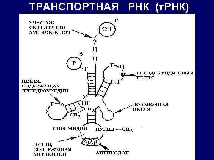 ТРАНСПОРТНАЯ РНК (т. РНК) 