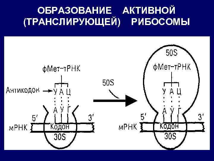 ОБРАЗОВАНИЕ АКТИВНОЙ (ТРАНСЛИРУЮЩЕЙ) РИБОСОМЫ 