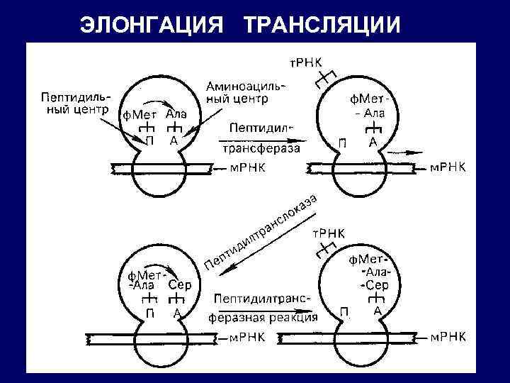 ЭЛОНГАЦИЯ ТРАНСЛЯЦИИ 