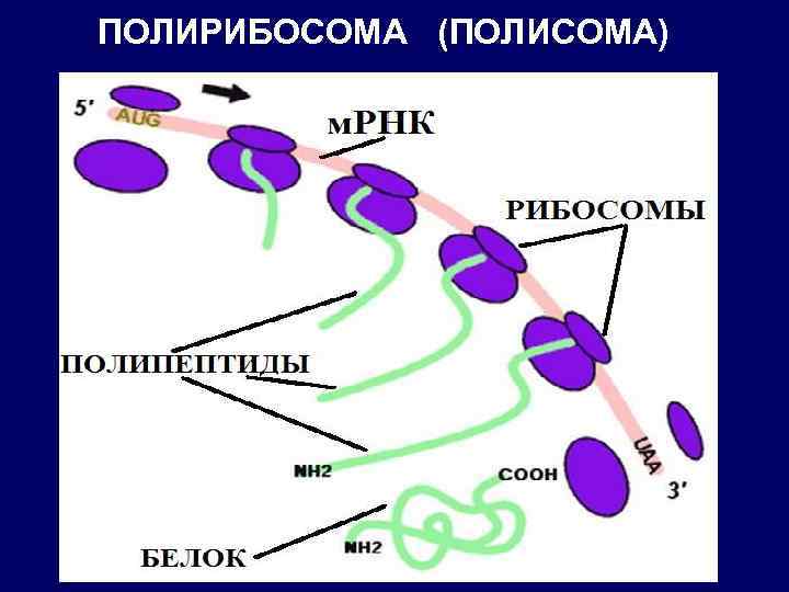 ПОЛИРИБОСОМА (ПОЛИСОМА) 