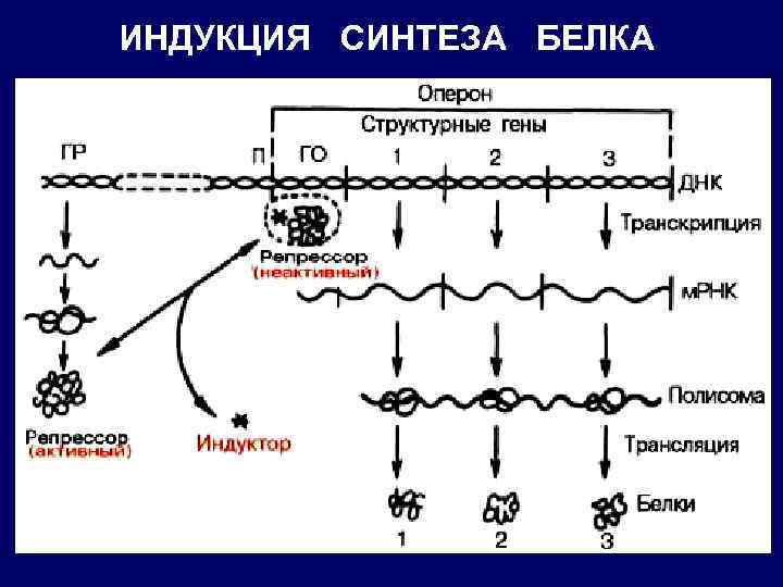 ИНДУКЦИЯ СИНТЕЗА БЕЛКА 