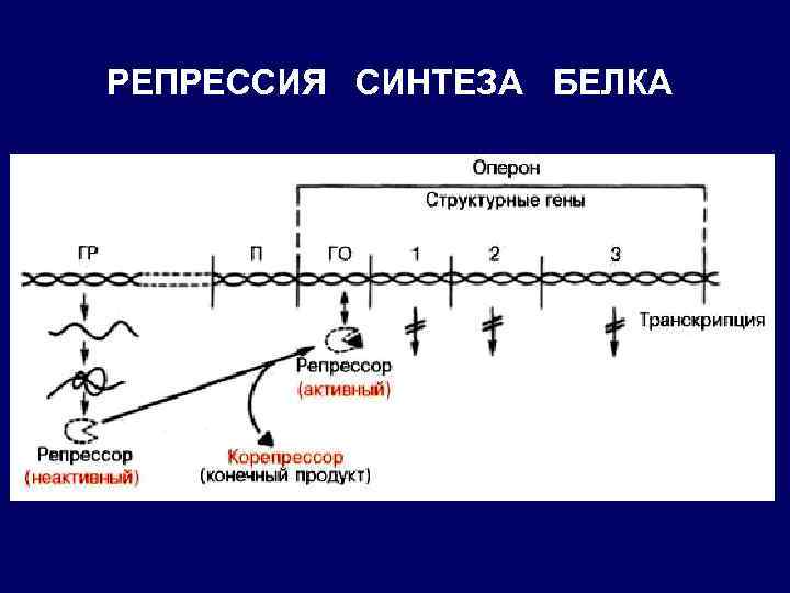 РЕПРЕССИЯ СИНТЕЗА БЕЛКА 