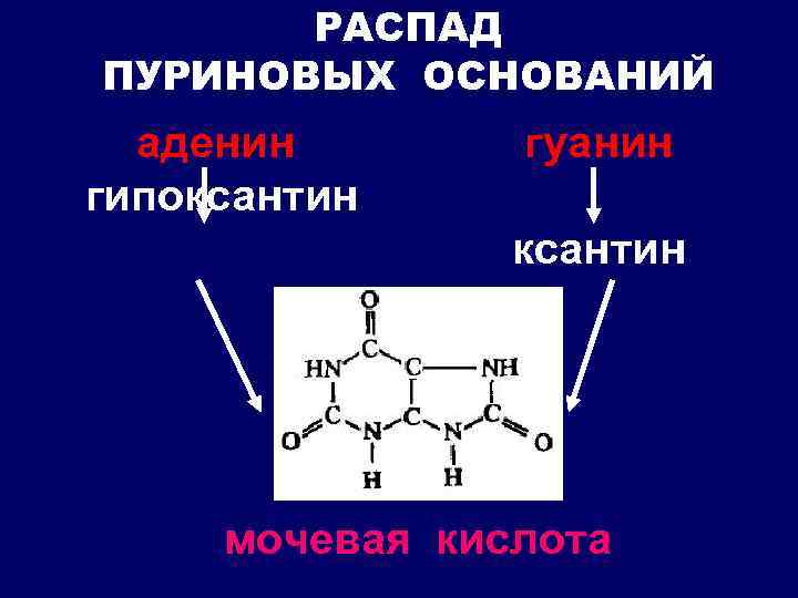 Гипоксантин