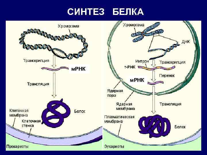 СИНТЕЗ БЕЛКА м. РНК 