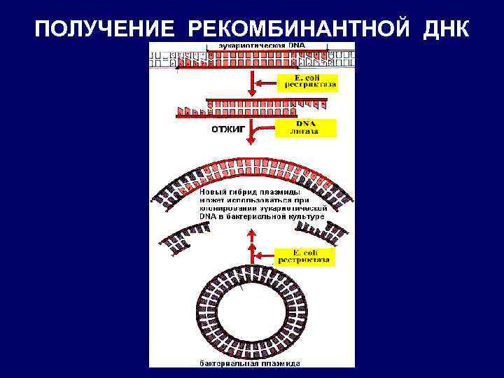 ПОЛУЧЕНИЕ РЕКОМБИНАНТНОЙ ДНК 