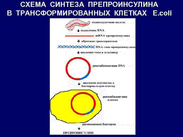 СХЕМА СИНТЕЗА ПРЕПРОИНСУЛИНА В ТРАНСФОРМИРОВАННЫХ КЛЕТКАХ E. coli 