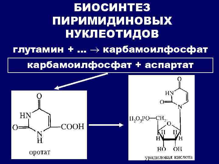 Нуклеотиды место синтеза. Синтез пуриновых нуклеопротеинов. Синтез пиримидиновых нуклеотидов оротат. Схема синтеза пиримидиновых нуклеотидов. Пуриновые и пиримидиновые нуклеозиды.