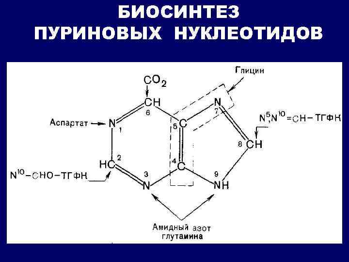 БИОСИНТЕЗ ПУРИНОВЫХ НУКЛЕОТИДОВ 