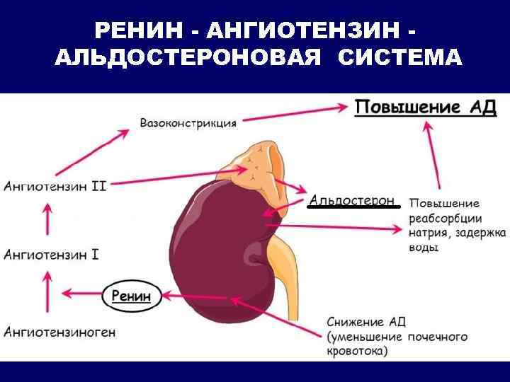 Схема раас биохимия