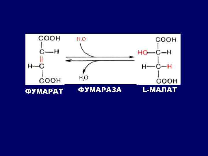 ФУМАРАТ ФУМАРАЗА L-МАЛАТ 