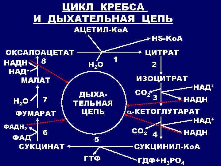 Цикл дыхания. Цикл Кребса и дыхательная цепь. Ацетил КОА цикл Кребса. ГДФ цикл Кребса. Дыхательный цикл Кребса.