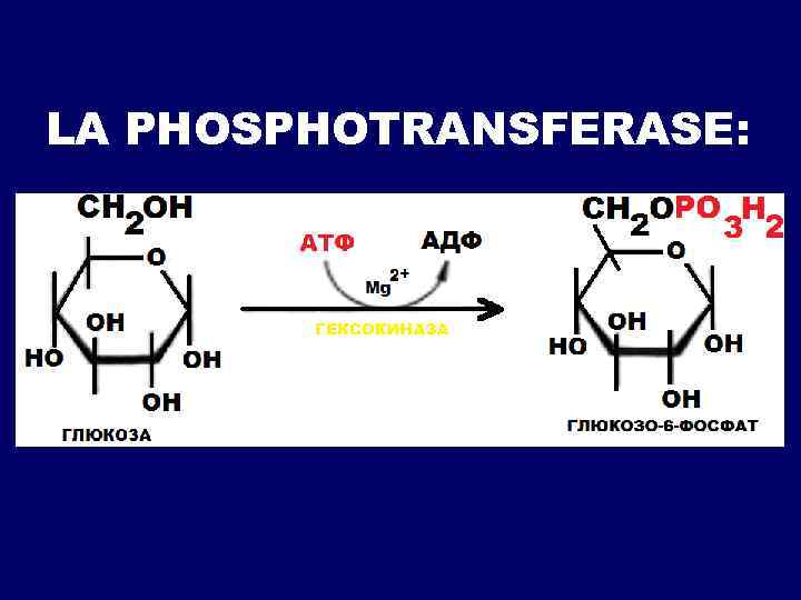 LA PHOSPHOTRANSFERASE: 