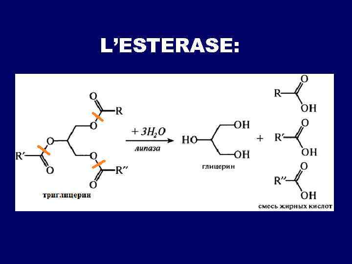L’ESTERASE: 