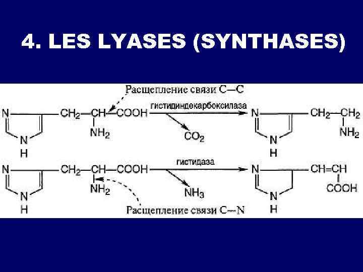 4. LES LYASES (SYNTHASES) 