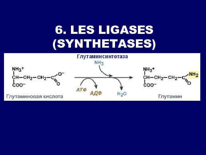 6. LES LIGASES (SYNTHETASES) 