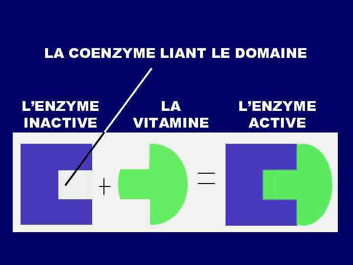 LA COENZYME LIANT LE DOMAINE L’ENZYME INACTIVE LA VITAMINE L’ENZYME ACTIVE 