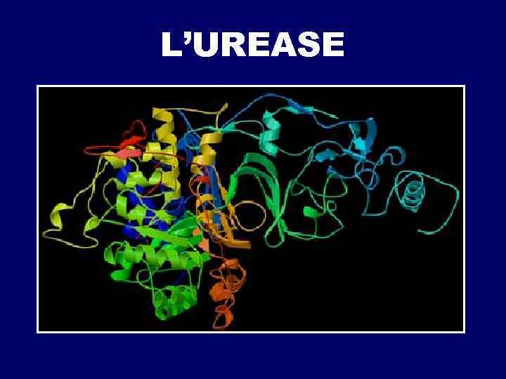 L’UREASE 