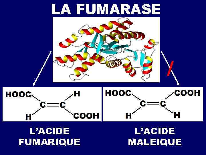 LA FUMARASE L’ACIDE FUMARIQUE L’ACIDE MALEIQUE 