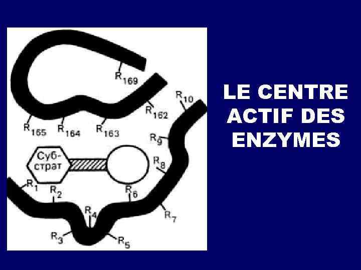 LE CENTRE ACTIF DES ENZYMES 