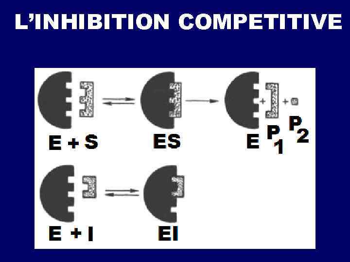 L’INHIBITION COMPETITIVE 