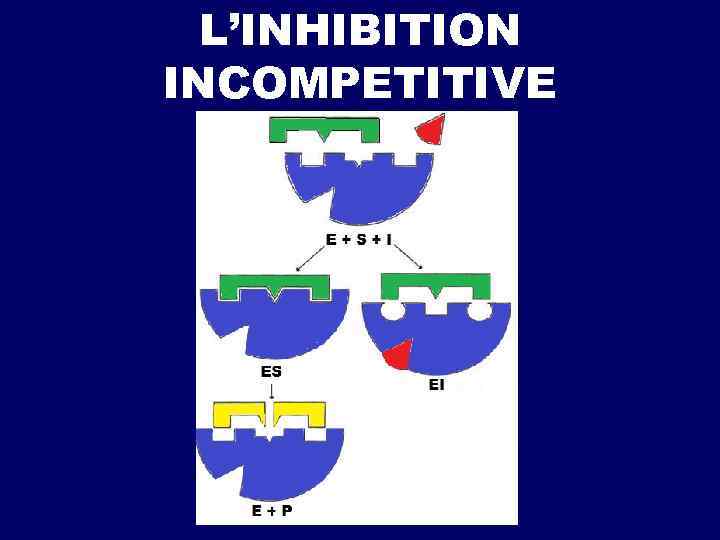 L’INHIBITION INCOMPETITIVE 