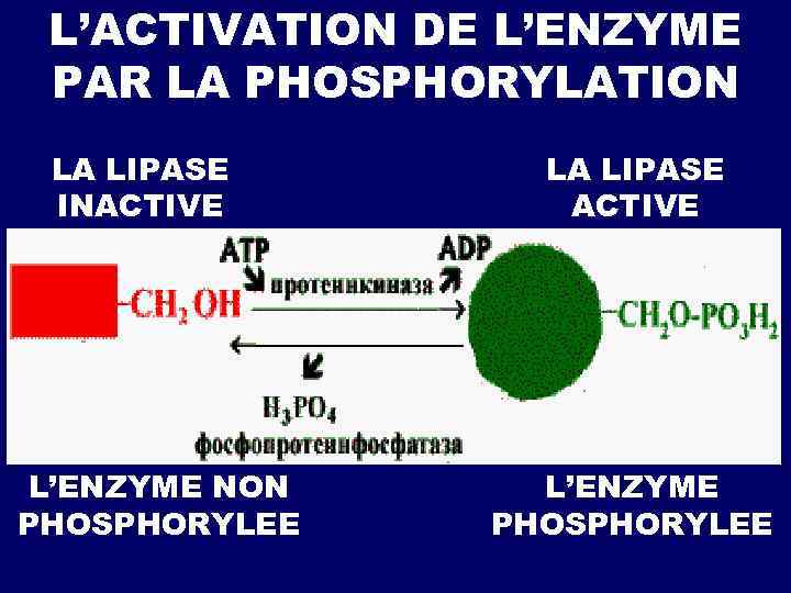 L’ACTIVATION DE L’ENZYME PAR LA PHOSPHORYLATION LA LIPASE INACTIVE L’ENZYME NON PHOSPHORYLEE LA LIPASE