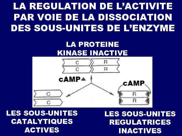 LA REGULATION DE L’ACTIVITE PAR VOIE DE LA DISSOCIATION DES SOUS-UNITES DE L’ENZYME LA