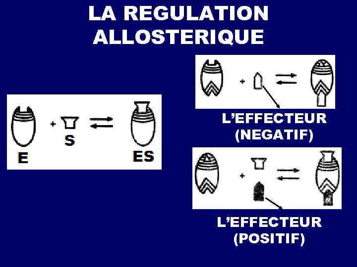 LA REGULATION ALLOSTERIQUE L’EFFECTEUR (NEGATIF) L’EFFECTEUR (POSITIF) 