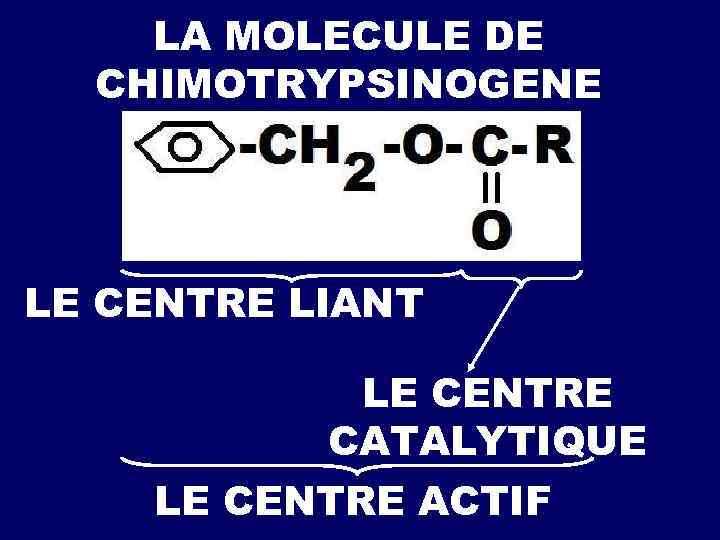 LA MOLECULE DE CHIMOTRYPSINOGENE LE CENTRE LIANT LE CENTRE CATALYTIQUE LE CENTRE ACTIF 