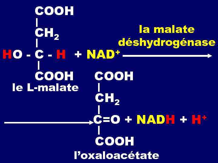 CООН la malate déshydrogénase СН 2 НО - С - Н + NAD+ СООН