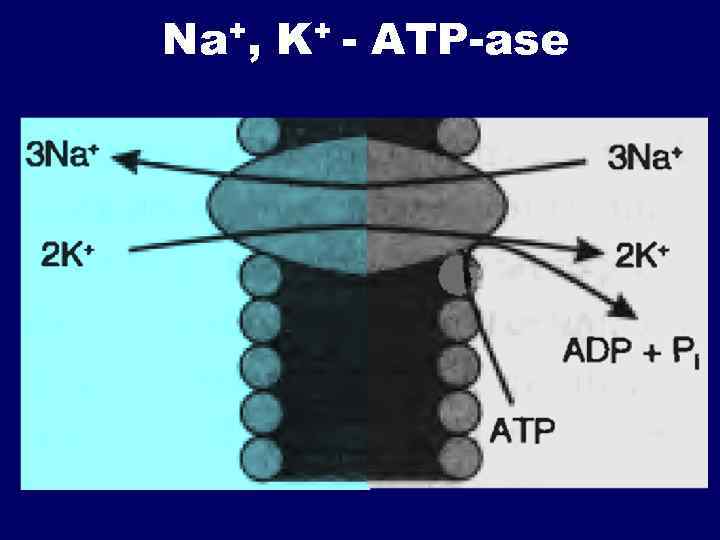 Na+, K+ - АТP-ase 