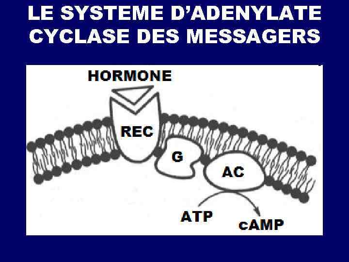 LE SYSTEME D’ADENYLATE CYCLASE DES MESSAGERS 