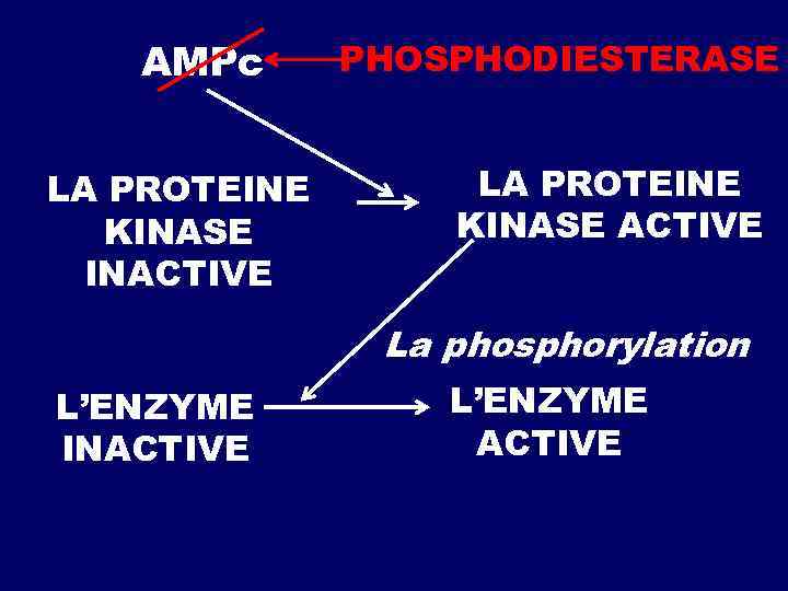 AMPc LA PROTEINE KINASE INACTIVE PHOSPHODIESTERASE LA PROTEINE KINASE ACTIVE La phosphorylation L’ENZYME INACTIVE