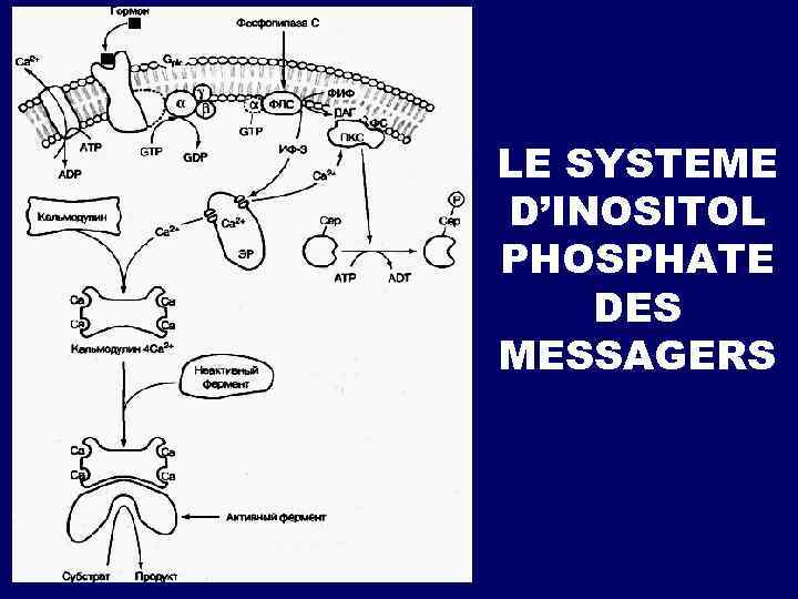 LE SYSTEME D’INOSITOL PHOSPHATE DES MESSAGERS 