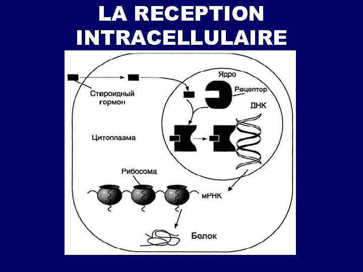 LA RECEPTION INTRACELLULAIRE 