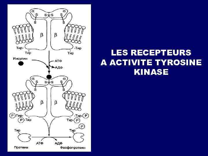 LES RECEPTEURS A ACTIVITE TYROSINE KINASE 