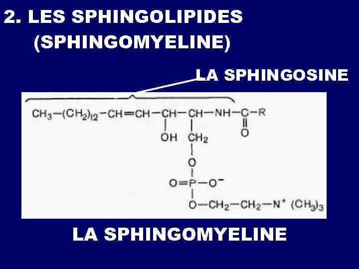 2. LES SPHINGOLIPIDES (SPHINGOMYELINE) LA SPHINGOSINE LA SPHINGOMYELINE 