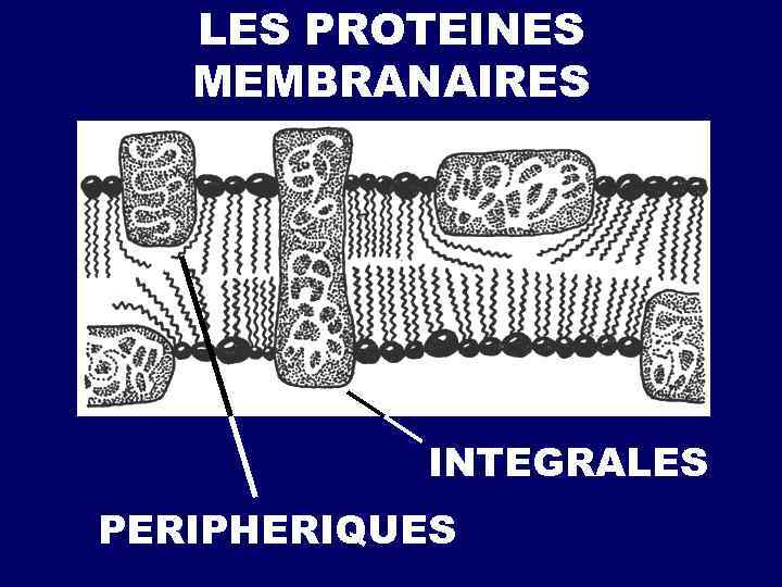 LES PROTEINES MEMBRANAIRES INTEGRALES PERIPHERIQUES 