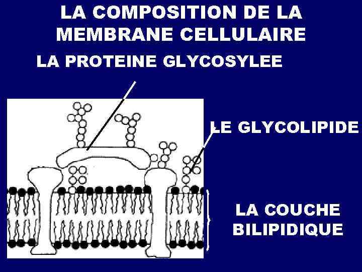 LA COMPOSITION DE LA MEMBRANE CELLULAIRE LA PROTEINE GLYCOSYLEE LE GLYCOLIPIDE LA COUCHE BILIPIDIQUE