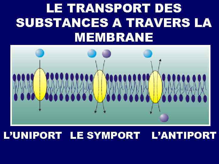 LE TRANSPORT DES SUBSTANCES A TRAVERS LA MEMBRANE L’UNIPORT LE SYMPORT L’ANTIPORT 