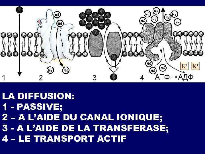 LA DIFFUSION: 1 - PASSIVE; 2 – A L’AIDE DU CANAL IONIQUE; 3 -