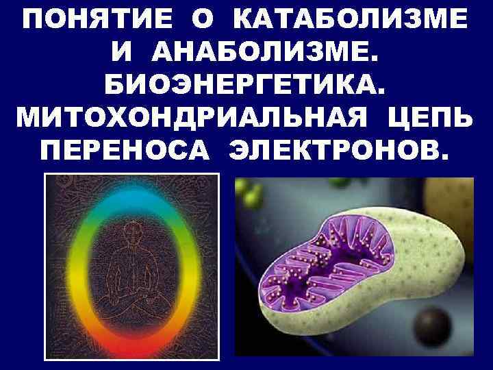 ПОНЯТИЕ О КАТАБОЛИЗМЕ И АНАБОЛИЗМЕ. БИОЭНЕРГЕТИКА. МИТОХОНДРИАЛЬНАЯ ЦЕПЬ ПЕРЕНОСА ЭЛЕКТРОНОВ. 