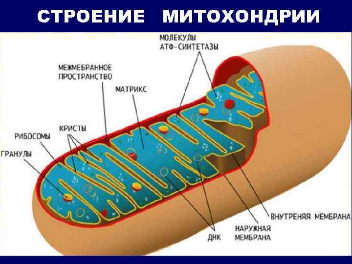 СТРОЕНИЕ МИТОХОНДРИИ 