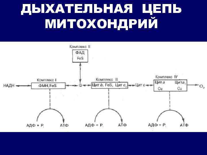 Дыхательная цепь митохондрий схема