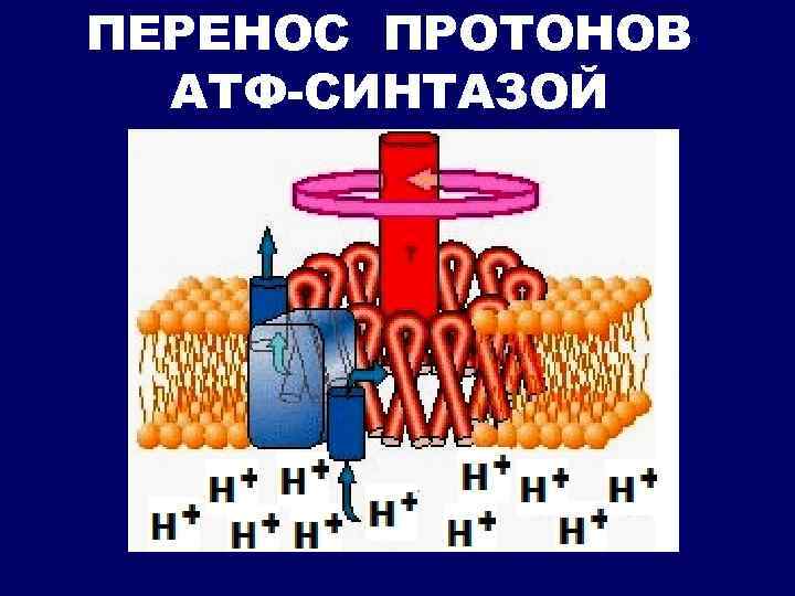ПЕРЕНОС ПРОТОНОВ АТФ-СИНТАЗОЙ 