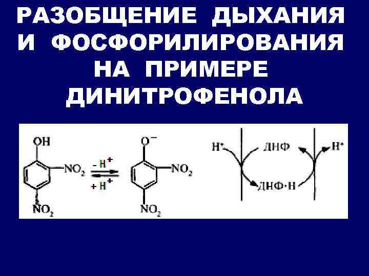 РАЗОБЩЕНИЕ ДЫХАНИЯ И ФОСФОРИЛИРОВАНИЯ НА ПРИМЕРЕ ДИНИТРОФЕНОЛА 