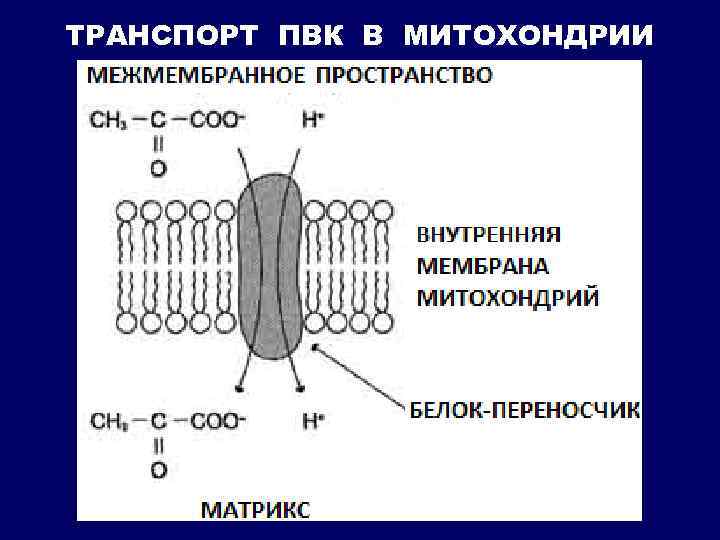 ТРАНСПОРТ ПВК В МИТОХОНДРИИ 