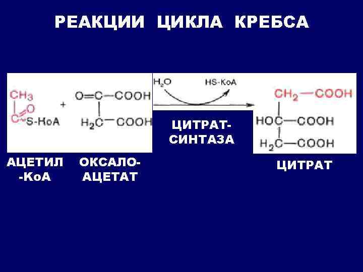 РЕАКЦИИ ЦИКЛА КРЕБСА ЦИТРАТСИНТАЗА АЦЕТИЛ -Kо. А ОКСАЛОАЦЕТАТ ЦИТРАТ 