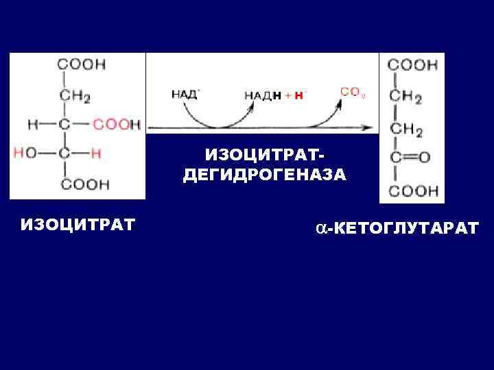 ИЗОЦИТРАТДЕГИДРОГЕНАЗА ИЗОЦИТРАТ -КЕТОГЛУТАРАТ 
